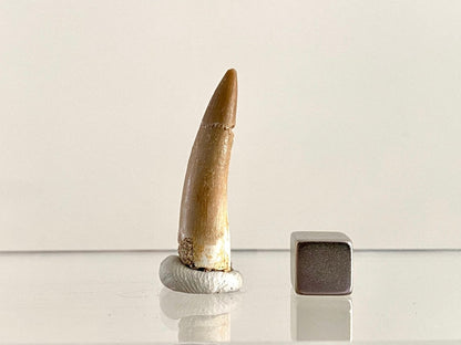 Zarafasaurus Fossil Tooth (1.51") – Plesiosaur species, Cretaceous Period, Morocco - FossilsAndMore