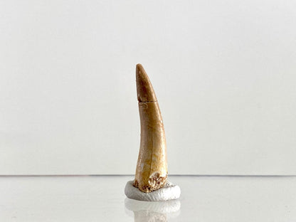 Zarafasaurus Fossil Tooth (1.51") – Plesiosaur species, Cretaceous Period, Morocco - FossilsAndMore