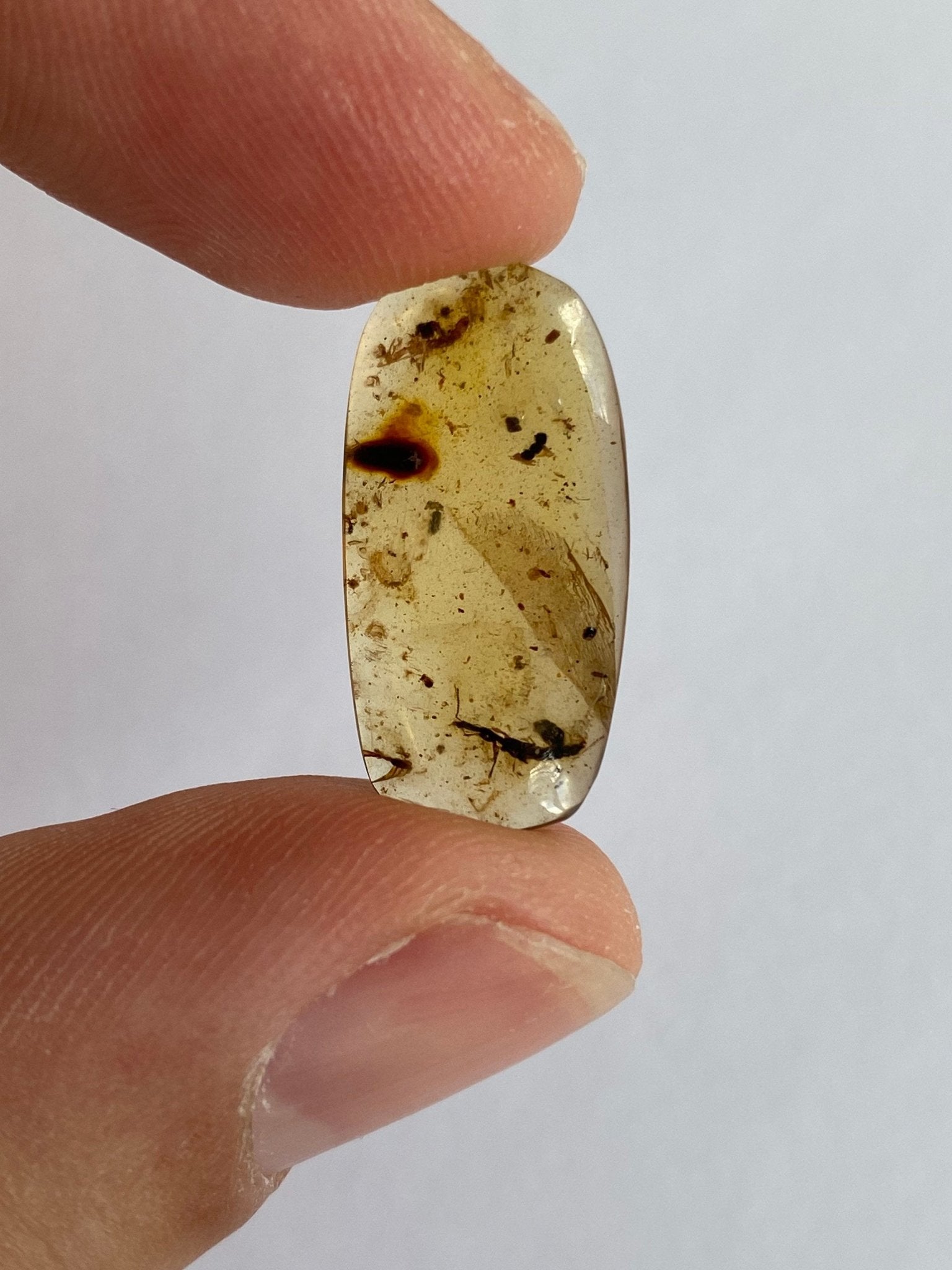 Fossil Fly in Burmese Amber, fossil resin (unknown insect) - FossilsAndMore